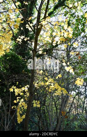 Woodland in autunno, Foots Cray Meadows, Sidcup, Kent. REGNO UNITO Foto Stock