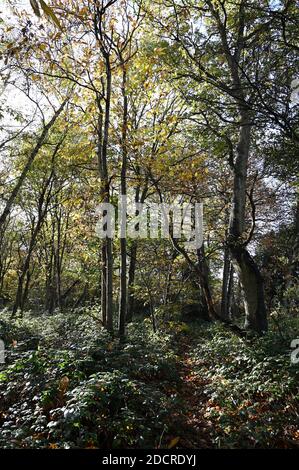 Woodland in autunno, Foots Cray Meadows, Sidcup, Kent. REGNO UNITO Foto Stock