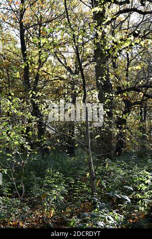 Woodland in autunno, Foots Cray Meadows, Sidcup, Kent. REGNO UNITO Foto Stock