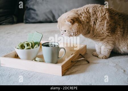 Edibles del CBD, spuntini infusi del CBD, wafer di canapa con cannabis. Spuntini TESTY CBD in ciotola e tazza di tè alle erbe su vassoio di legno sul divano a casa Foto Stock