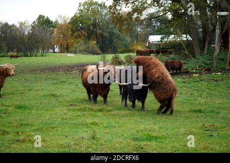 Un colpo a livello di occhio di un gregge di tori furry dentro un terreno agricolo Foto Stock