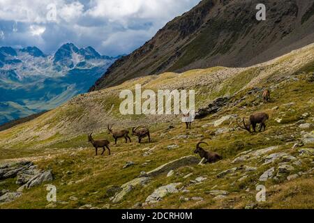 Un gregge di stambecchi maschi (Capra ibex), che pascolano sui pascoli della zona di Piz LANguard. Foto Stock