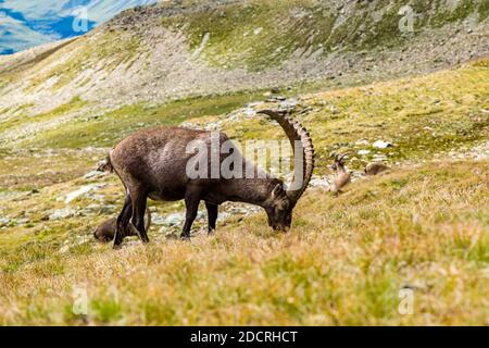 Un Ibex maschio (Capra ibex), che pascola sui pascoli della zona di Piz LANguard. Foto Stock
