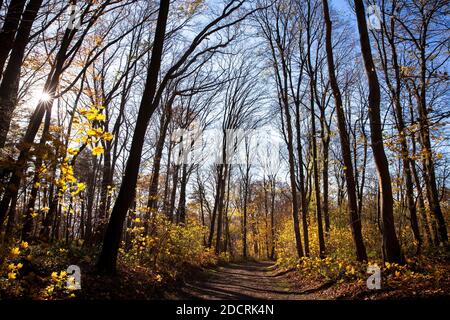 Autunno in una foresta sulla collina di Hohenstein nelle montagne di Ardey vicino a Witten, Ruhr Area, Nord Reno-Westfalia, Germania. Herbst im Wald am Hohenstei Foto Stock