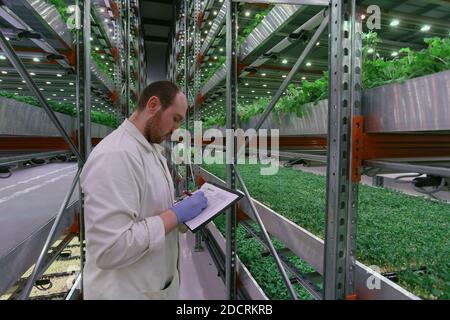 Lavoratore maschile di azienda agricola verticale che fa note mentre si trova tra scaffali con insalata che cresce in aquaponica, verticale fattoria urbana. Foto Stock