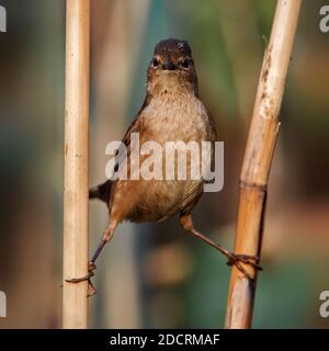 Il Warbler di Savi è seduto sullo spago. Foto Stock