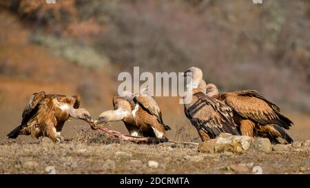 Un gruppo di grifone (Gyps fulvus) Foto Stock