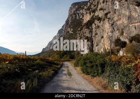 viticoltura e viticoltura in un bellissimo paesaggio alpino in alto adige Foto Stock