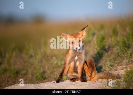 Little Red Fox vicino al suo buco in bella luce di sera, Vulpes vulpes. Foto Stock