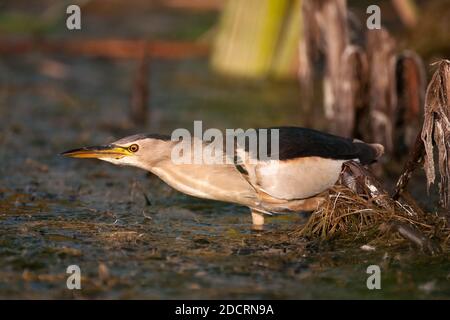 Piccolo bitrino Ixobrychus minutus, in piedi in acqua e alla ricerca di cibo. Foto Stock