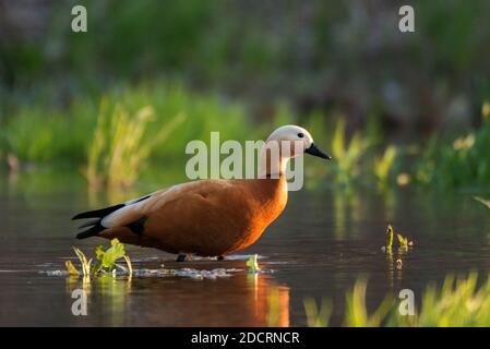 Sheldy (Tadorna ferruginea) in una bella luce serale. Foto Stock