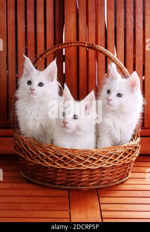 Coons maine bianco su sfondo di legno Foto Stock