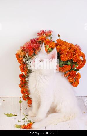 Coons maine bianco su sfondo di legno Foto Stock