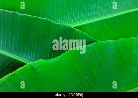 Foglie di banana a strati verdi luminose e vibranti sono piatte per una carta da parati tropicale estiva naturale e fresca. Vista dall'alto design composito Foto Stock