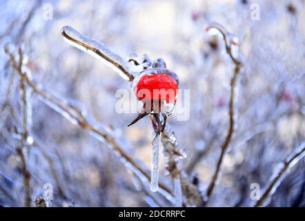 Fuoco selettivo di roseanca congelata che cresce su un ramo coperto di ghiaccio e cicle in una giornata invernale in Russia Foto Stock