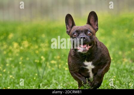 bruno rosso francese razza cane felice mentre correndo e. giocare su un campo verde all'aperto Foto Stock