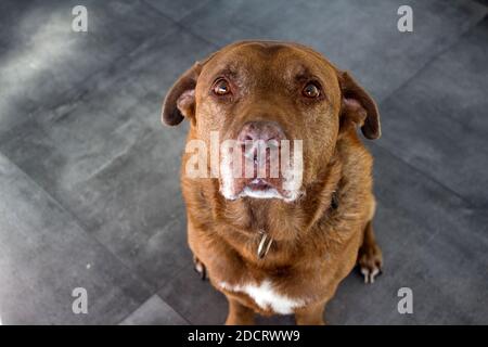 Ritratto di grande cane marrone. Cane seduto sul pavimento grigio piastrellato. Cute Labrador cane primo piano. Foto Stock