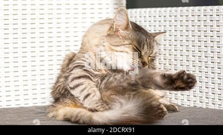 Bel gatto d'argento lecca la zampa in un giardino Foto Stock