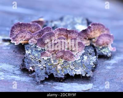 Il fungo saprofitico tricaptum abietinum che cresce sulla corteccia di un albero di conifere che mostra il lato inferiore Foto Stock