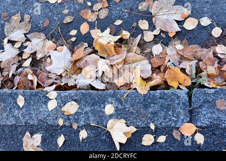 Foglie d'autunno caduto che si stese su un marciapiede e su una strada Foto Stock
