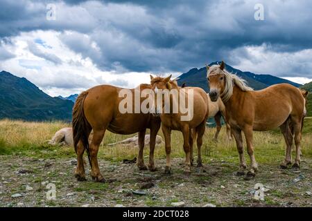 Un gruppo di cavalli Haflinger pascolano su un pascolo roccioso, verdi pendii di montagna e nubi oscure di tuono in lontananza. Foto Stock