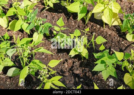 Fagiolo giallo francese "onesta". Phaseolus vulgaris 'onista'. Piante giovani che crescono in un terreno vegetale Foto Stock