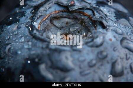 Mirtillo coperto di gocce d'acqua, exteme macro sfondo. Foto Stock