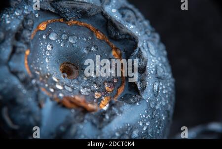 Mirtillo coperto di gocce d'acqua, exteme macro sfondo. Foto Stock