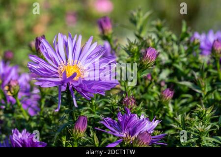 Aster 'Herfstweelde' (ricchezza d'autunno) una pianta di fiori d'autunno erbacei blu lavanda perenne comunemente conosciuta come Michaelmas daisy, foto d'inventario i Foto Stock