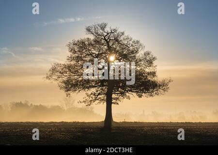 Silhouette di un solitario albero di quercia in un campo con la luce del sole del mattino presto e nebbia gelida. Molto Hadham, Hertfordshire. REGNO UNITO Foto Stock