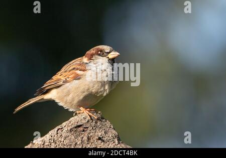 Casa Sparrow, Passer domesticus, arroccato in un giardino britannico Foto Stock