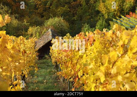 Vigneti a Wurmlingen sull'Alb Svevo nella Germania meridionale Foto Stock