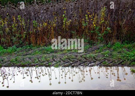 Girasoli morti che si riflettono in una pozza d'acqua tra i cingoli del trattore Foto Stock