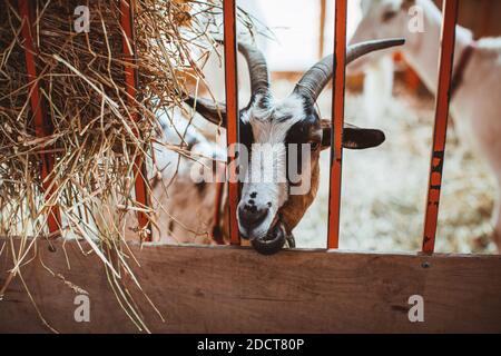 Una capra cornuta di mottley guarda attraverso la grata della penna. Tenendo animali in fattoria. Contatta lo zoo. Foto Stock