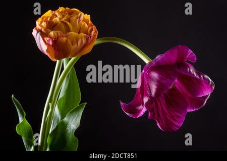 Abbina tulipani colorati su sfondo nero Foto Stock