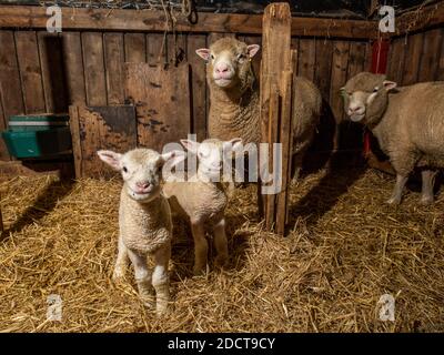 Preston, Lancashire, Regno Unito. 23 Nov 2020. Poll Dorset pecore con agnelli vicino Preston, Lancashire, Regno Unito. La razza di pecora prolifica è in grado di lambire tutto l'anno e può produrre tre colture di agnelli ogni due anni. Credit: John Eveson/Alamy Live News Foto Stock