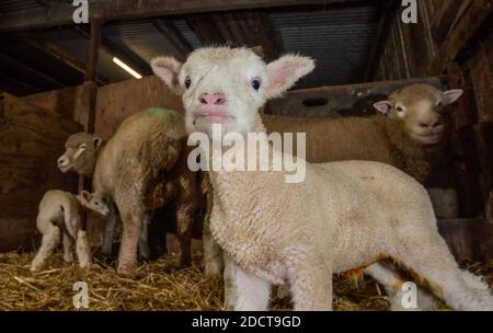 Preston, Lancashire, Regno Unito. 23 Nov 2020. Poll Dorset pecore con agnelli vicino Preston, Lancashire, Regno Unito. La razza di pecora prolifica è in grado di lambire tutto l'anno e può produrre tre colture di agnelli ogni due anni. Credit: John Eveson/Alamy Live News Foto Stock