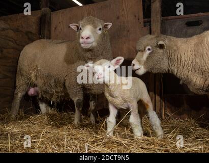 Preston, Lancashire, Regno Unito. 23 Nov 2020. Poll Dorset pecore con agnelli vicino Preston, Lancashire, Regno Unito. La razza di pecora prolifica è in grado di lambire tutto l'anno e può produrre tre colture di agnelli ogni due anni. Credit: John Eveson/Alamy Live News Foto Stock