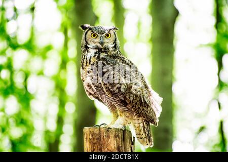 Il gufo seduto sul moncone nel soleggiato foresta. Foto Stock