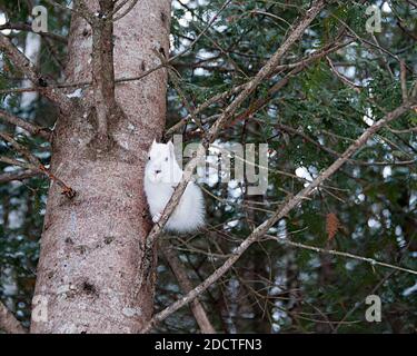 Albino Squirrel seduto su un ramo di albero nella foresta un primo piano che mostra la sua bella pelliccia bianca, corpo, testa, occhi rossi, orecchie rosa, zampe, piedi, artigli. Foto Stock