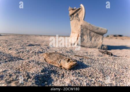 NESSUN WEB/NESSUNA APP - ESCLUSIVA. (Testo disponibile) Salton Sea Beach al Salton Sea in California, USA nel 2017. Il mare artificiale di Salton è il lago più grande della California. Situato nella contea imperiale a circa 240 km a sud di Los Angeles, il lago si sta asciugando rapidamente, minacciando il destino di pesci, specie di uccelli migratori e anche la salute pubblica, come playa esposto creerà ciotole di polvere, danneggiando un'area conosciuta per alti tassi di asma e alto livello di inquinamento atmosferico. Foto di Olivier Hertel/ABACAPRESS.COM Foto Stock