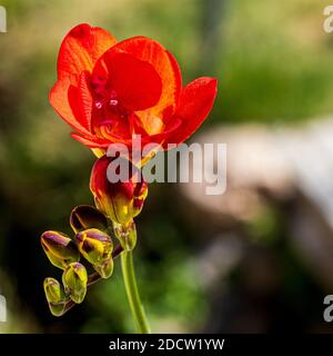 Iridaceae, Freesia Rosso Bi colore fiore Foto Stock