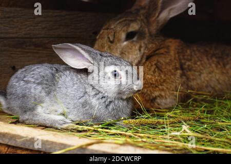 Un piccolo coniglio grigio accanto a mia madre. Relazioni con gli animali. Cura della prole. Foto Stock