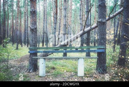 Immagine colorata di un banco in foresta. Foto Stock