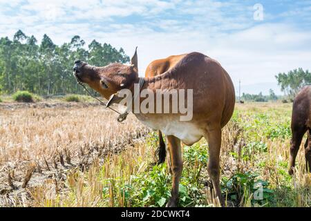 Una mucca cinese marrone che graffia la testa con i piedi Foto Stock