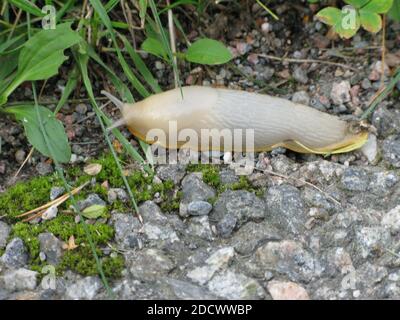 DEROCERAS RETICULATUM campo grigio Slug Foto Stock