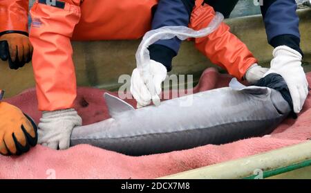 Boek, Germania. 19 Nov 2020. Quando si pescano gli storgeon caviali nella gestione dello stagno Boek della Fischerei Müritz-Plau GmbH, ogni animale adulto viene esaminato con ultrasuoni, se è maturo e può essere inviato ai clienti, gli altri storgeon tornare nello stagno. Gli Müritzfischer si sono allontanati dalla carpa allo storione negli ultimi anni, il 80% dei loro pesci sono storioni. Credit: Bernd Wüstneck/dpa-Zentralbild/ZB/dpa/Alamy Live News Foto Stock