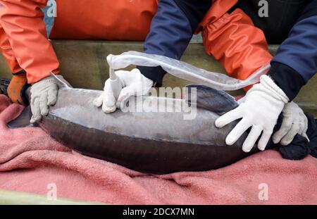 Boek, Germania. 19 Nov 2020. Quando si pescano gli storgeon caviali nella gestione dello stagno Boek della Fischerei Müritz-Plau GmbH, ogni animale adulto viene esaminato con ultrasuoni, se è maturo e può essere inviato ai clienti, gli altri storgeon tornare nello stagno. Gli Müritzfischer si sono allontanati dalla carpa allo storione negli ultimi anni, il 80% dei loro pesci sono storioni. Credit: Bernd Wüstneck/dpa-Zentralbild/ZB/dpa/Alamy Live News Foto Stock