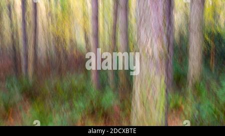 Immagine artisticamente sfocata (movimento intenzionale della telecamera ICM) dell'autunno in una pineta. Foto Stock