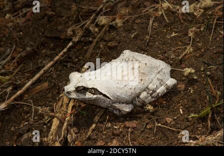 La Chromantis o Ghost Frog Gray diventa pallida quando si aestivates in attesa della stagione delle piogge. Quando le piogge sono dovute diventano più scure Foto Stock